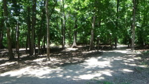 Photo of a wide trail curving into woods