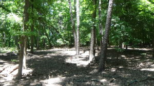 Photo of a small clearing with trees