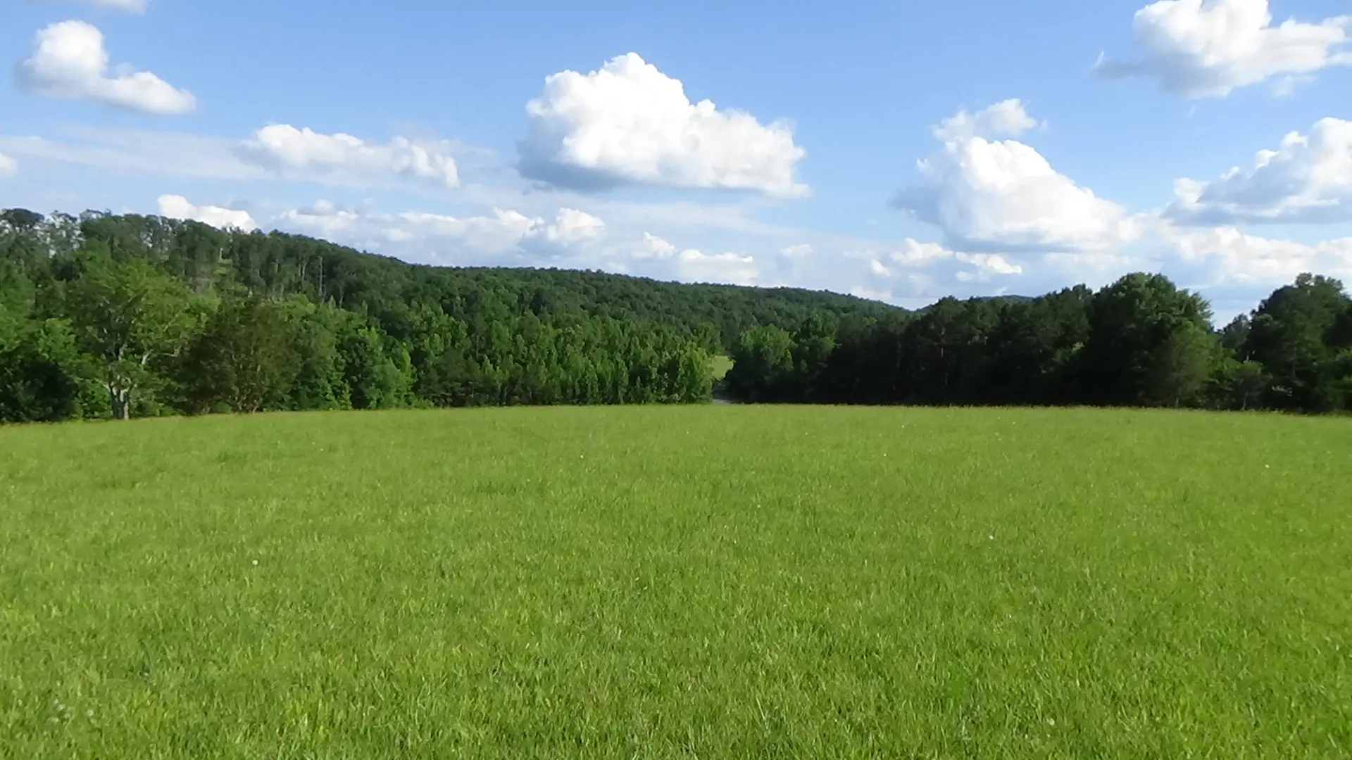 Photo looking down a grassy hill toward trees all along the bottom