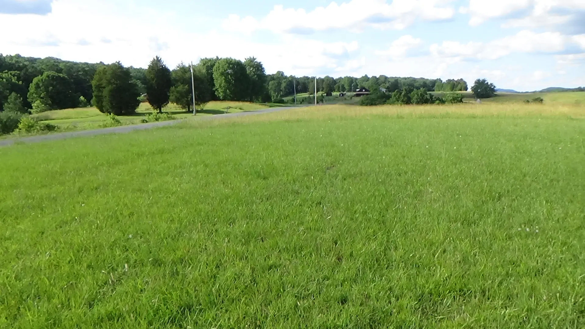 Photo of a grassy area with taller weeds, a road, and trees in the background