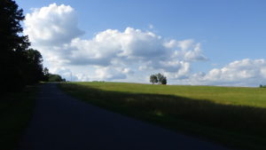 Photo of a grassy hill with only a small clump of trees near the top