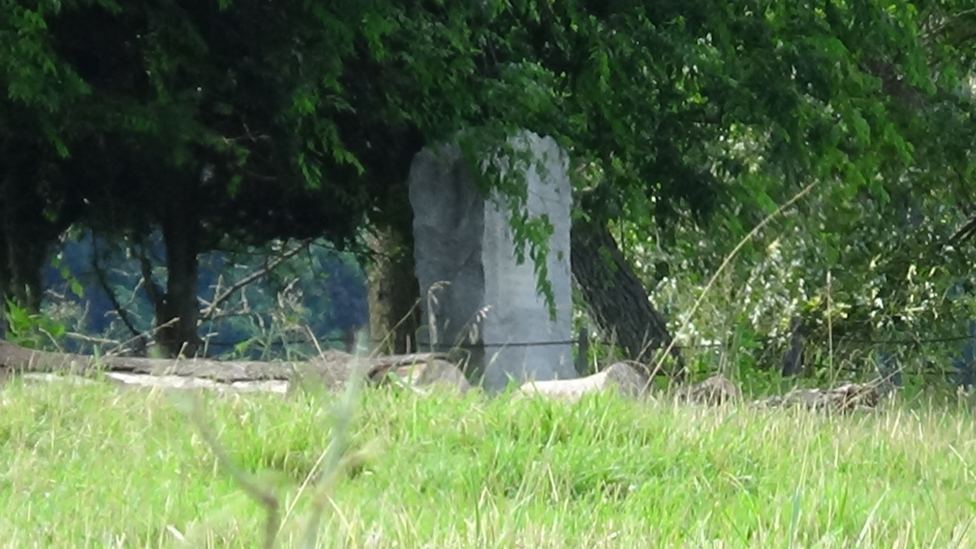 Photo of a thick gravestone under trees seen from a distance
