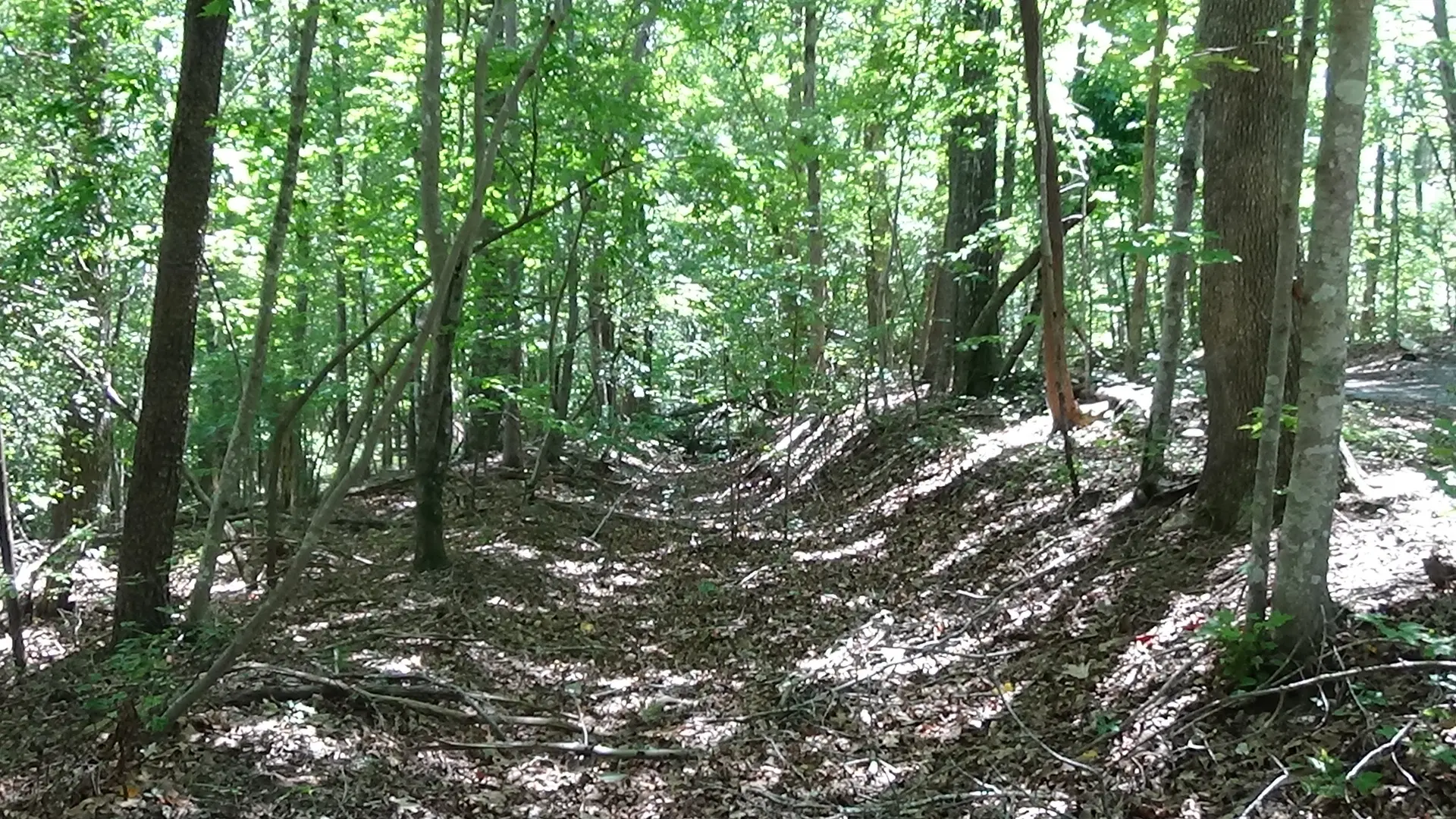 Photo of a sunken roadbed through woods