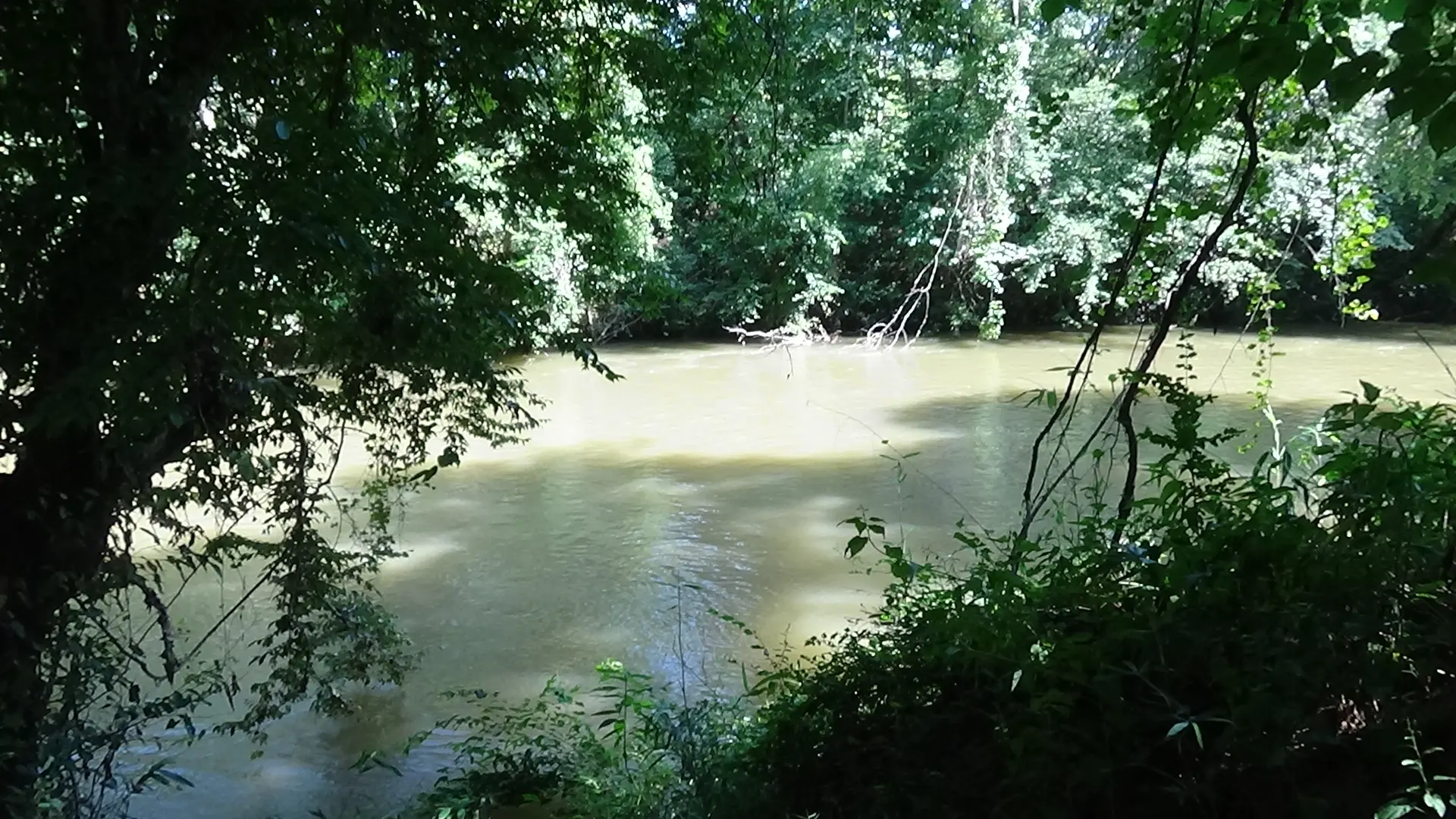 Photo of a muddy river surrounded by trees, with heavy underbrush on the near bank