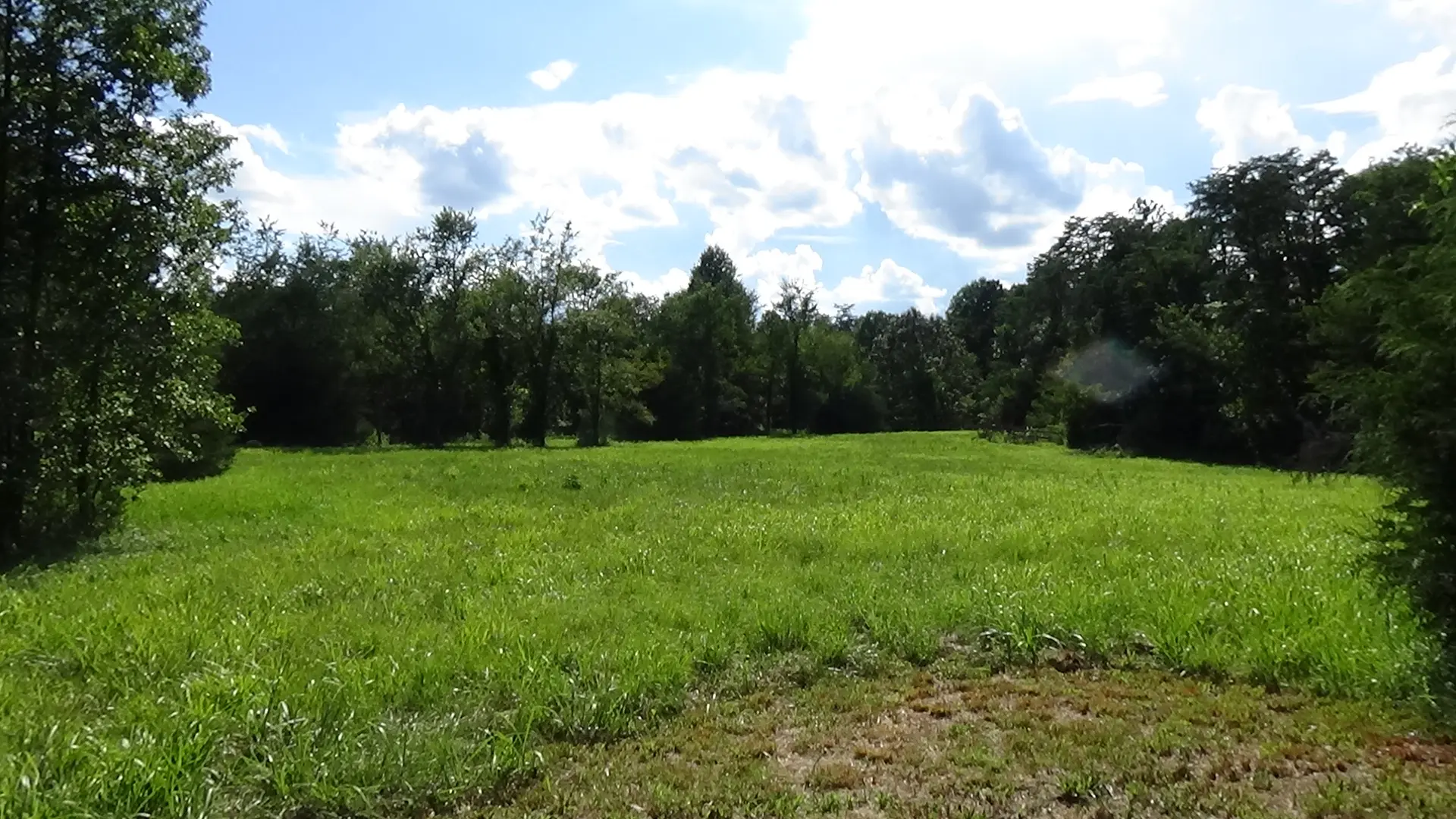 Photo of a green meadow bordered by woods