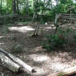 Photo of grave stones in a fenced area