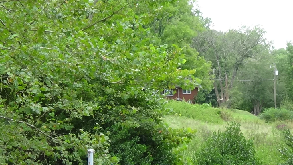 Photo of a grassy hill with a house, mostly obscured by a tree in the foreground