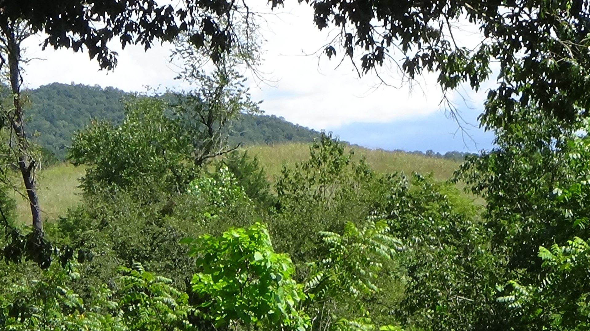 Photo of top of grassy mound with trees in front and a higher, forested hill behind