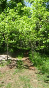 A trail going into trees from a cleared area