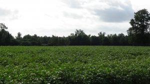 Photo of a farm field with trees in back