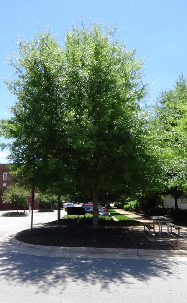 Photo of a medium-sized tree with a line of parked cars behind it, and a picnic table under it on the right