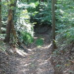Photo of narrow sunken road running through woods
