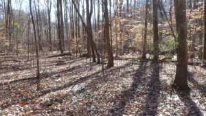 Photo of a small valley covered in fall leaves, with sun coming through trees and a road embankment in the rear
