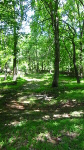 Photo of an wide, overgrown path of paving stones through woods