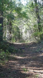Photo of a dirt road through woods