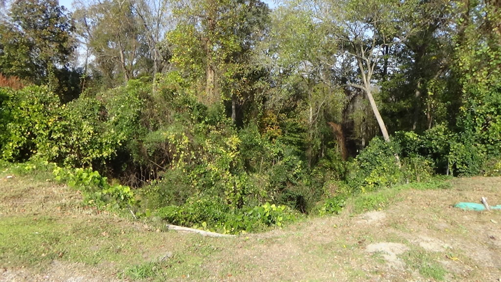 Photo of a V-shaped slope edge with heavy trees and underbrush in a ravine