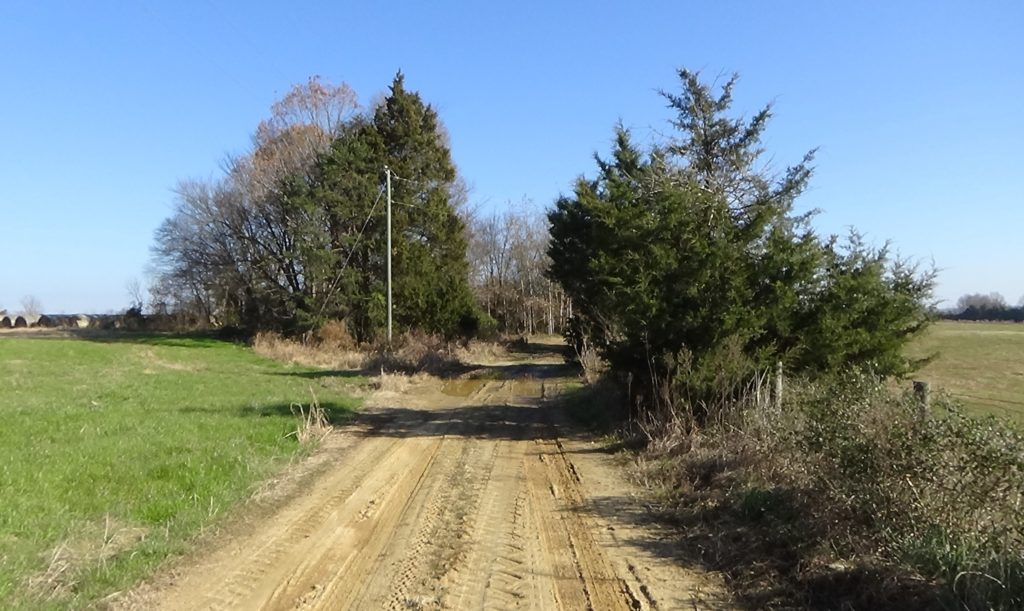 Photo of a dirt lane taken on the road, as it runs past fields into a stand of trees