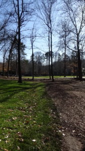 Photo of a view along the edge of a lawn on the left and dirt on the right