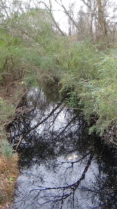 Photo of a creek reflecting the sky below overhanging bushes