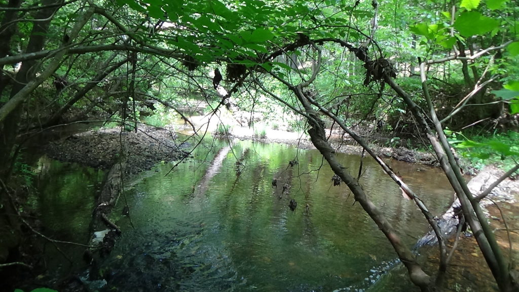 Photo of a wide creek with logs going diagonally away from the camera across the streambed