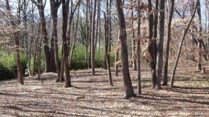 Photo of a flat, open, area with trees, a large forking tree to the left, and green bamboo behind