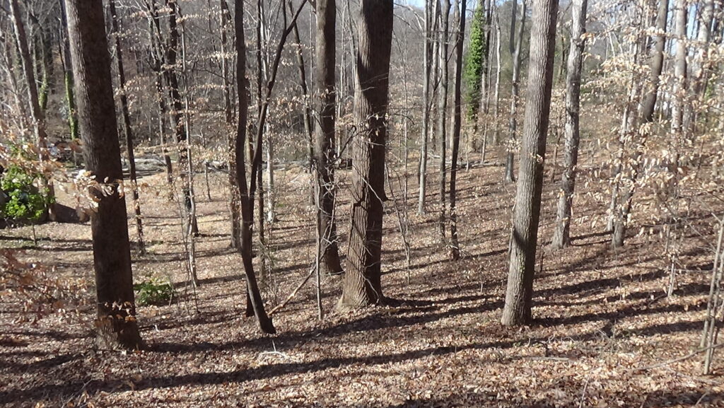 Photo of a leaf-covered downhill slope with bare trees