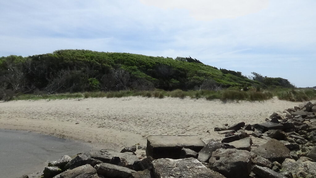 Photo of trees climbing from a beach, with a line of rocks in the bottom right corner
